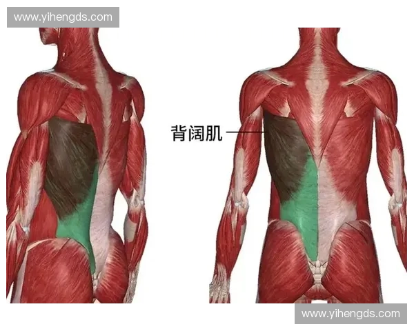 背阔肌发力训练法则解析与增强肌肉力量的科学原理
